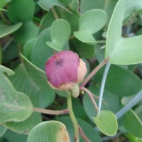 Ipomoea pes-caprae (L.) R.Br.